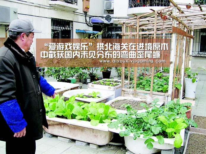 “爱游戏娱乐”拱北海关在进境原木中截获国内未见分布的弯曲歪尾蠊(图1) 爱游戏娱乐